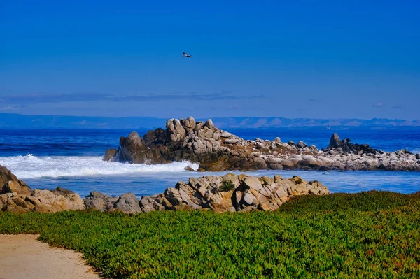 Couverture de sol vert sur Pacific Grove Beach — Photo