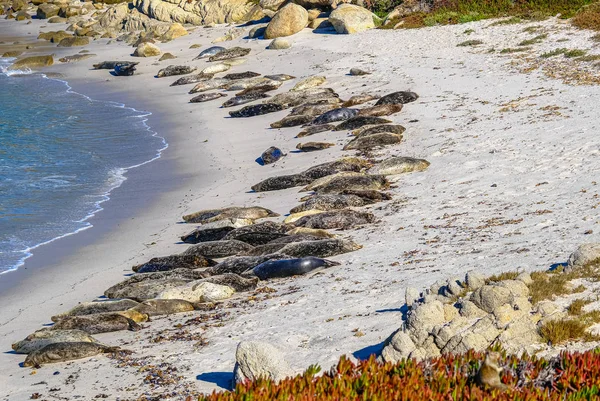 바다표범을 해변에 가두라 — 스톡 사진