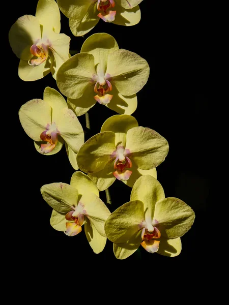 黑色的黄色兰花 — 图库照片