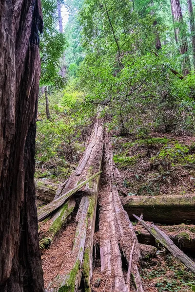 Upadłe drzewo Redwood w lesie — Zdjęcie stockowe