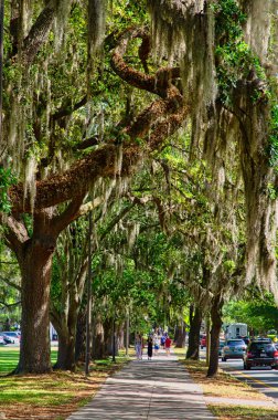 Güney Meşelerinin Altında Kaldırım