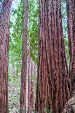 Sekoyalar Yükseliyor Gökyüzüne