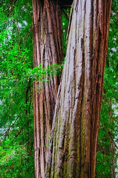 Two Redwood Trunks — Stock Photo, Image