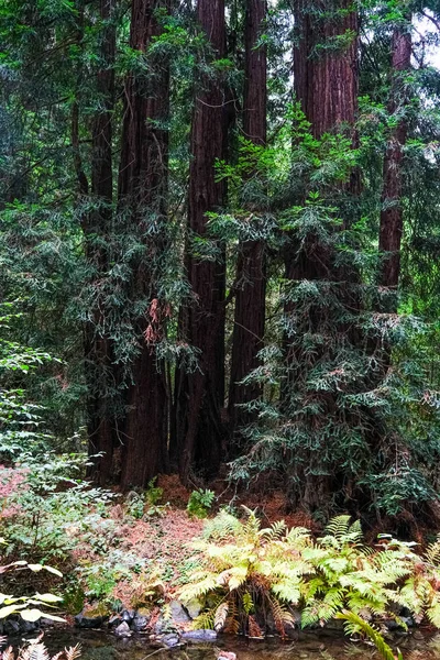 Floresta verde profunda — Fotografia de Stock