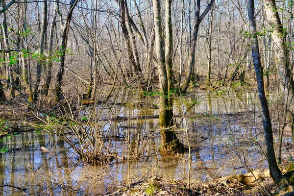 Águas de inundação na floresta — Fotografia de Stock