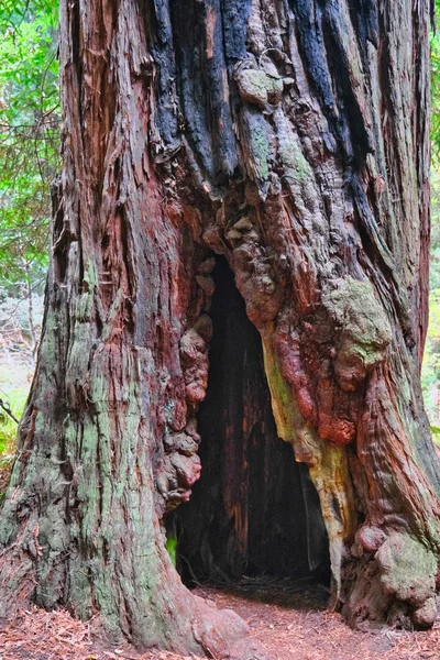 Hollow Redwood Tree — Stock Photo, Image