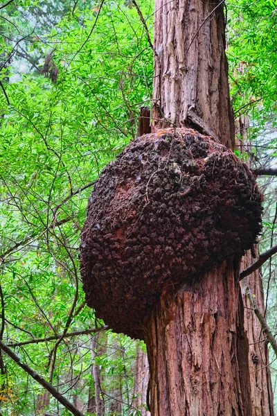 Kæmpe Burl på Redwood Tree - Stock-foto