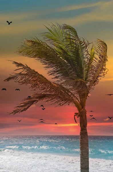 Palma sulla spiaggia al tramonto — Foto Stock