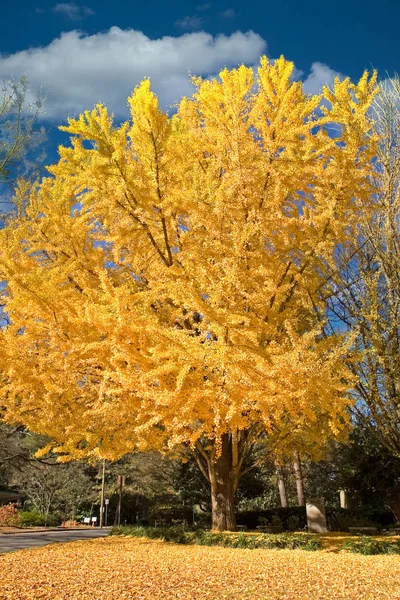 Yellow Linden in Fall — Stock Photo, Image