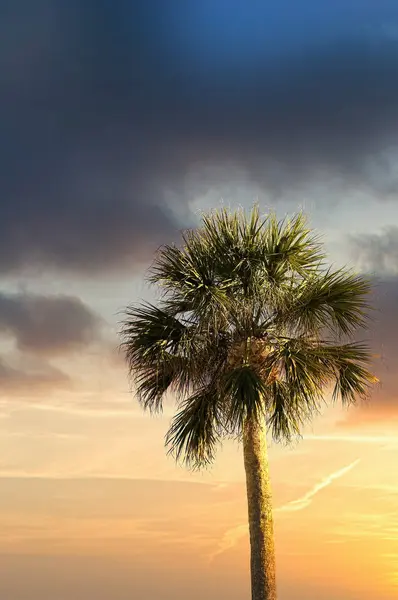 Palm Tree at Dawn — Stock Photo, Image