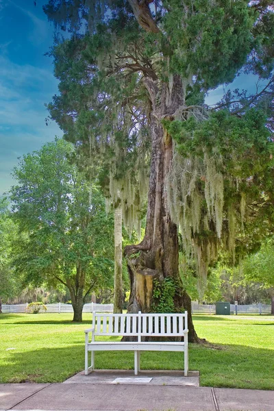 南オークの木の下の白いベンチ — ストック写真