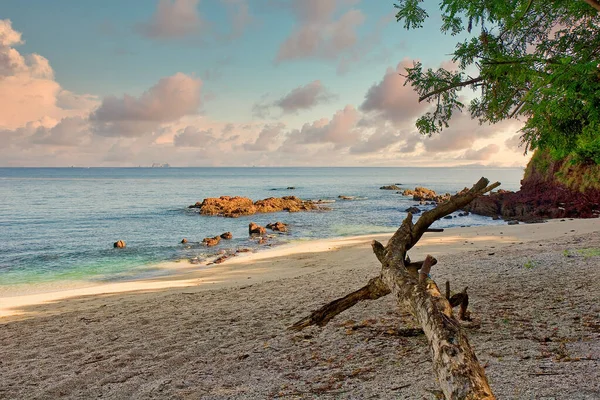 Driftwood on the Beach in Afternoon Light — Stock Photo, Image