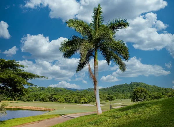 Palm Tree στο γήπεδο γκολφ — Φωτογραφία Αρχείου