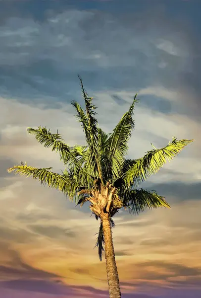 Palm Tree Sunset Sky — стоковое фото