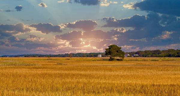 Árvore em pântano ao nascer do sol — Fotografia de Stock