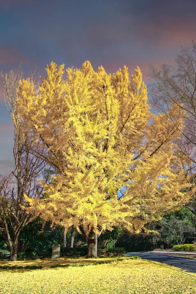 Gyllene linden träd under hösten himlen — Stockfoto