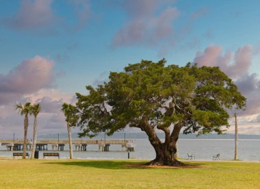 Sncient old oak tree by a pier and park