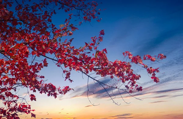 Red Maple Against Sunset — Stockfoto