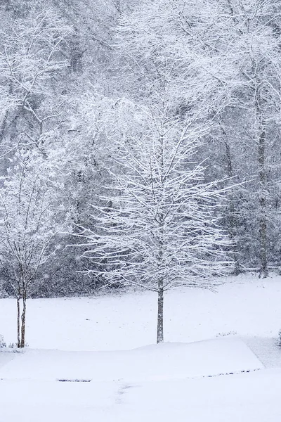 Árbol cubierto de nieve al borde de los bosques — Foto de Stock
