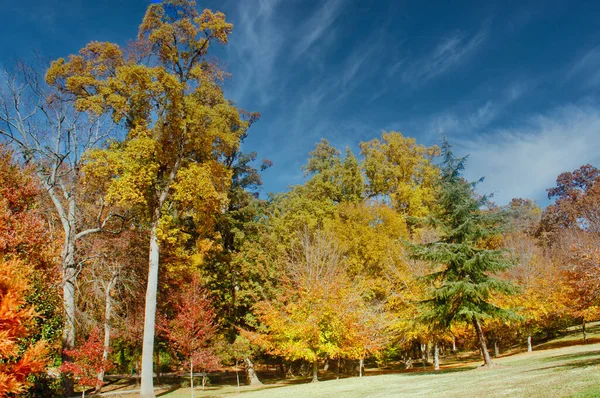 Trees on Hill in Autumn Sky — Stock Photo, Image