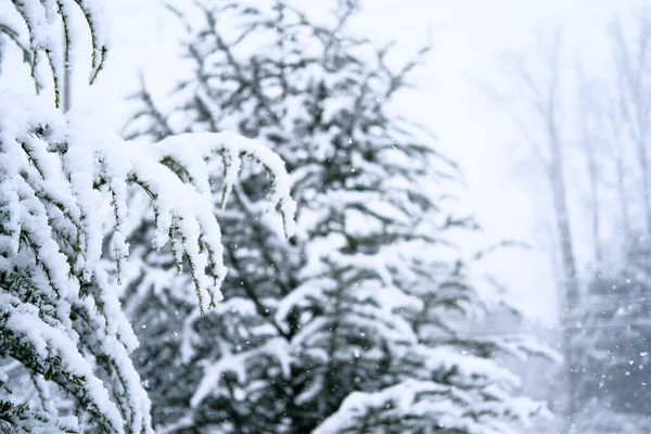 Nieve sobre abetos — Foto de Stock