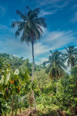 Ormandan Yükselen Palmiye Ağacı