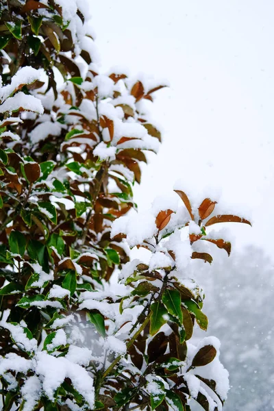 Snöflingor på vintern buske — Stockfoto