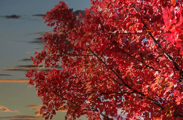 Hojas rojas en otoño al atardecer — Foto de Stock