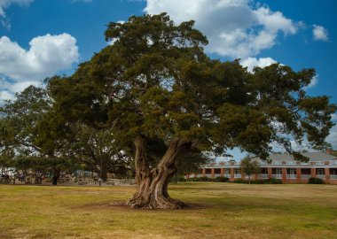 Huge Live Oak Tree in Public Park