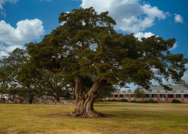 Huge Live Oak Tree in Public Park clipart