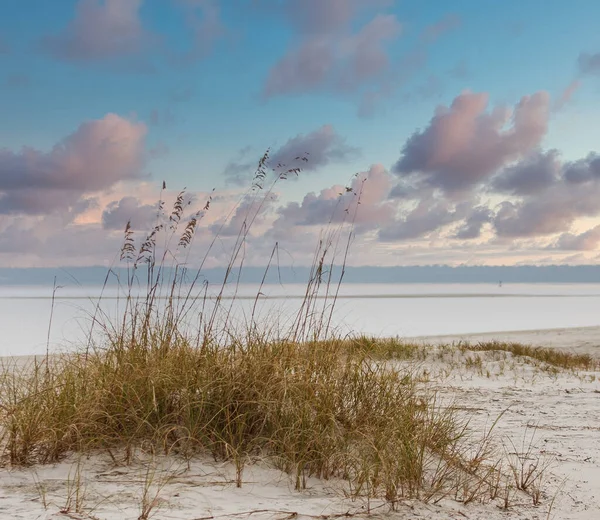 Patch of Sea Oats on Beach Dune — 스톡 사진