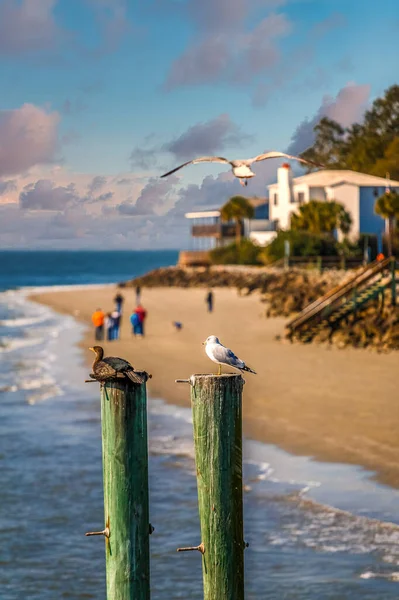 Birds on Pilings by Beach at Dusk — Stok fotoğraf