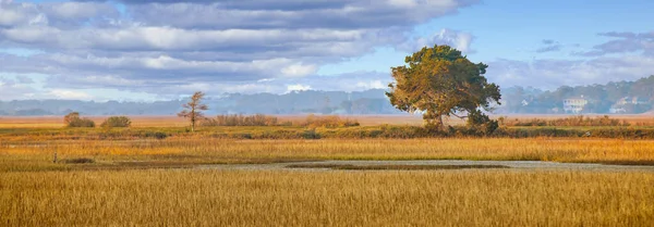 Lone Tree in Golden Light on Marsh — Stock Photo, Image