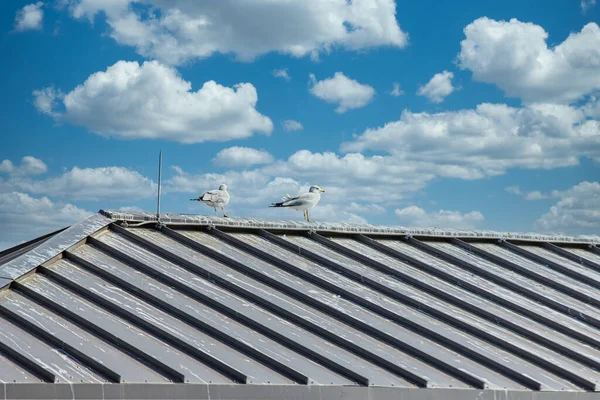 Дві чайки на тоненькому даху — стокове фото