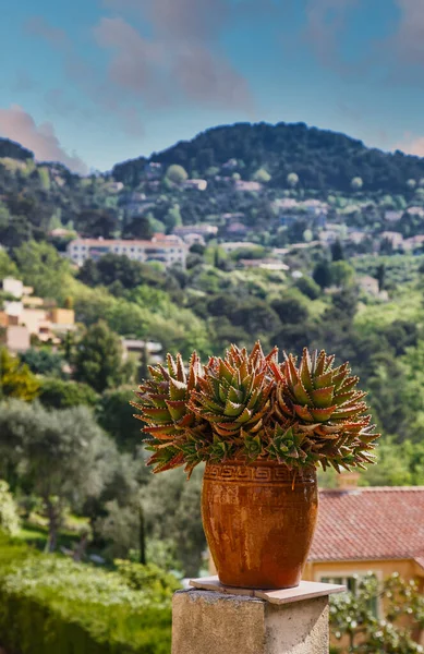 Cactus Pot in South of France — Stock Photo, Image