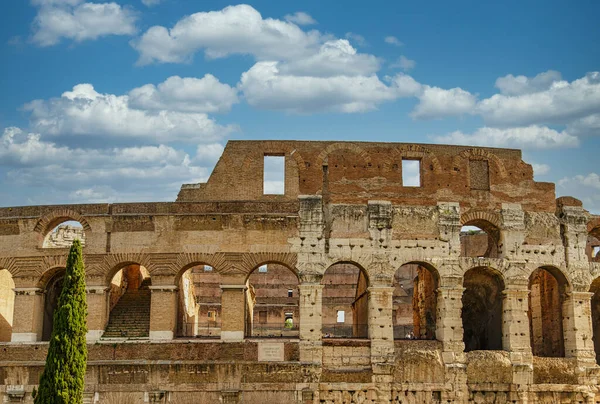 Muur van Colosseum en juniper — Stockfoto