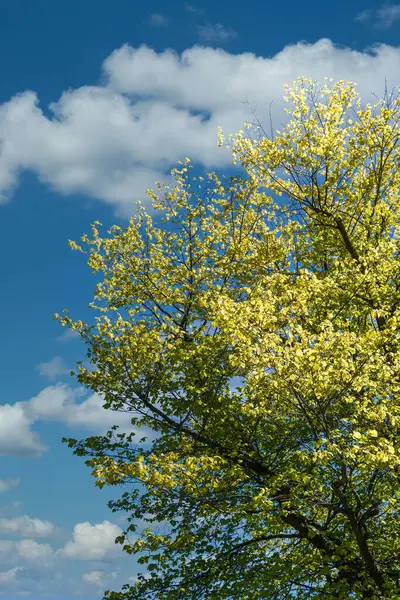 Spring Green Tree Under Nice Sky — Stock Photo, Image