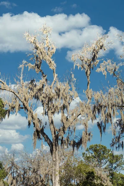 Spanish Moss in Bare Tree Under Nice Skies — Stock Photo, Image