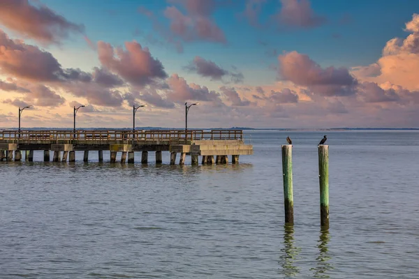Seabirds on Posts by Old Pier at Dusk — Stok Foto
