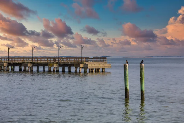 Aves marinhas em Posts by Old Pier at Dusk — Fotografia de Stock