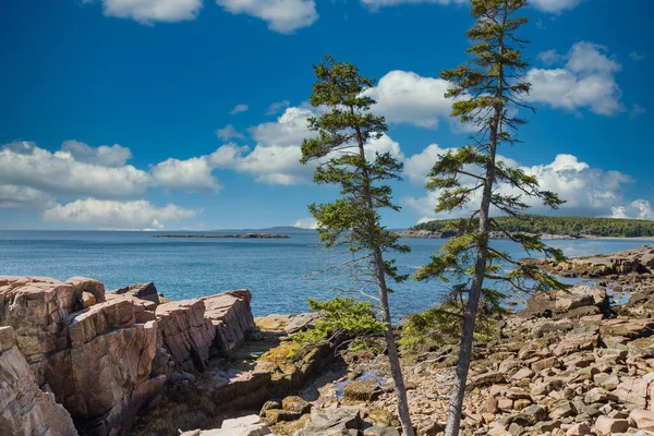 Tall träd på Maine Coast — Stockfoto