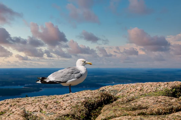 Seagull on Boulders over Maine Harbor — Stock Photo, Image