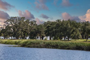 Bataklık Kıyısındaki Canlı Meşeler