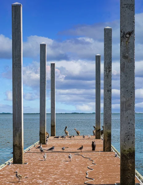 Seagulls and Pelicans on Pier — Stock Photo, Image