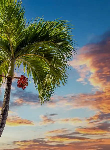 Palm Tree with Red Fruit and Sunset Sky — Stock Photo, Image