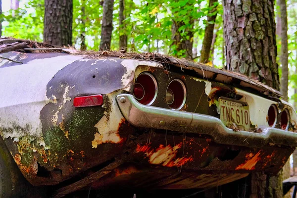 Camaro in de pijnbomen — Stockfoto