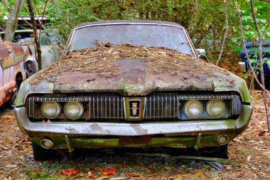 Ormandaki yaşlı Merkür