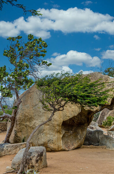 Divi Divi Tree by Boulder