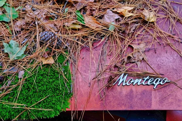 Montego e muschio — Foto Stock
