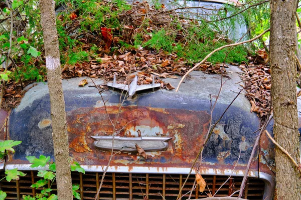 Vieille voiture dans les arbres — Photo